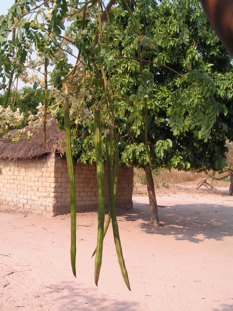 Moringa oleifera