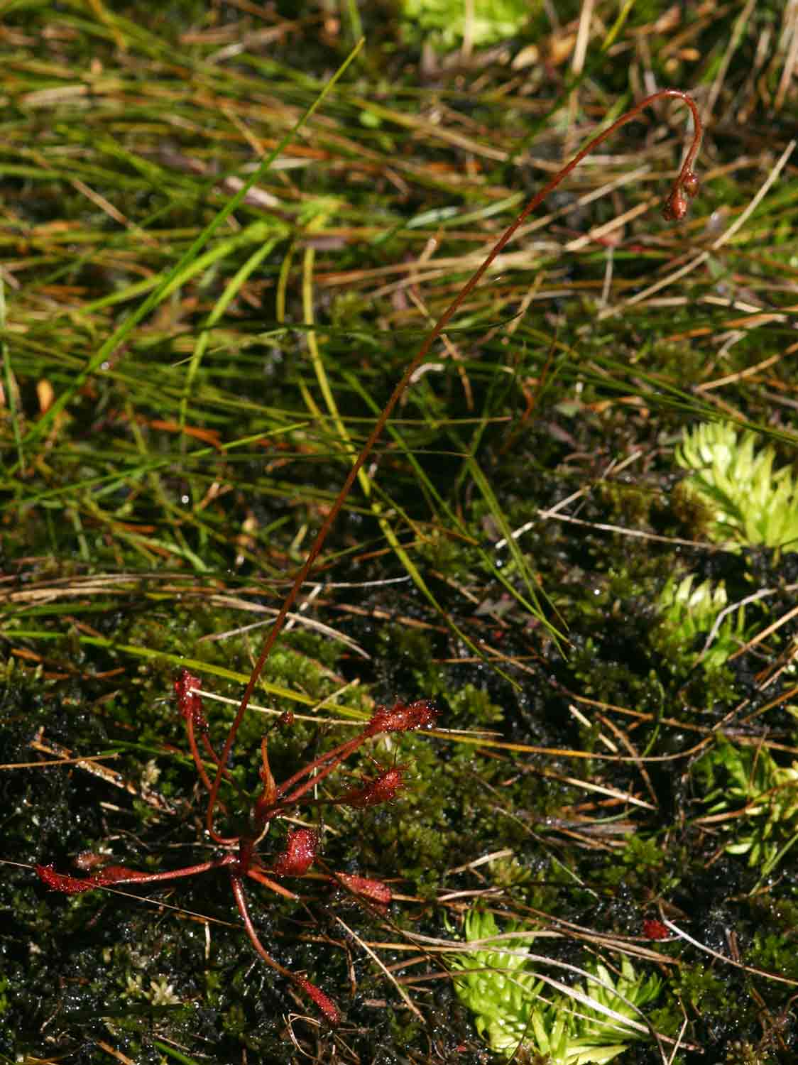 Drosera madagascariensis Drosera madagascariensis