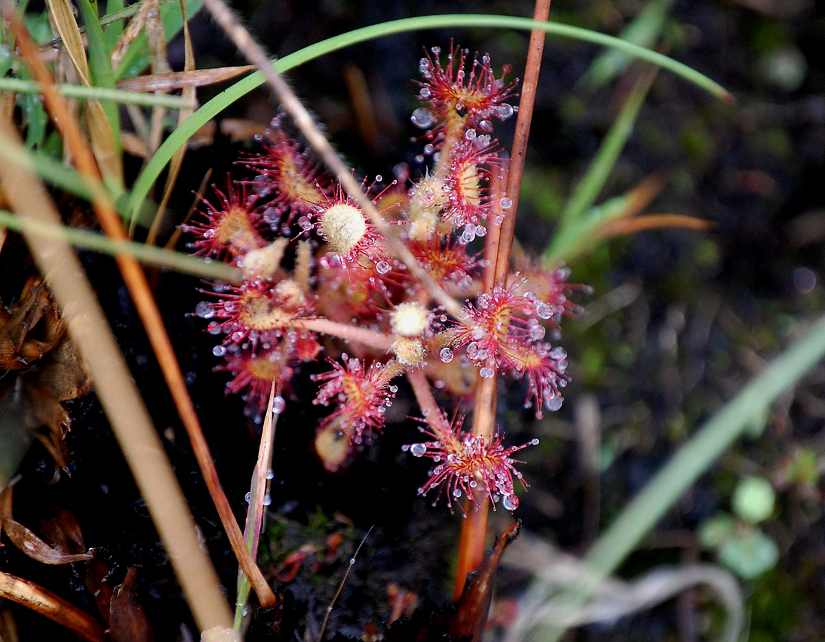 Drosera madagascariensis Drosera madagascariensis