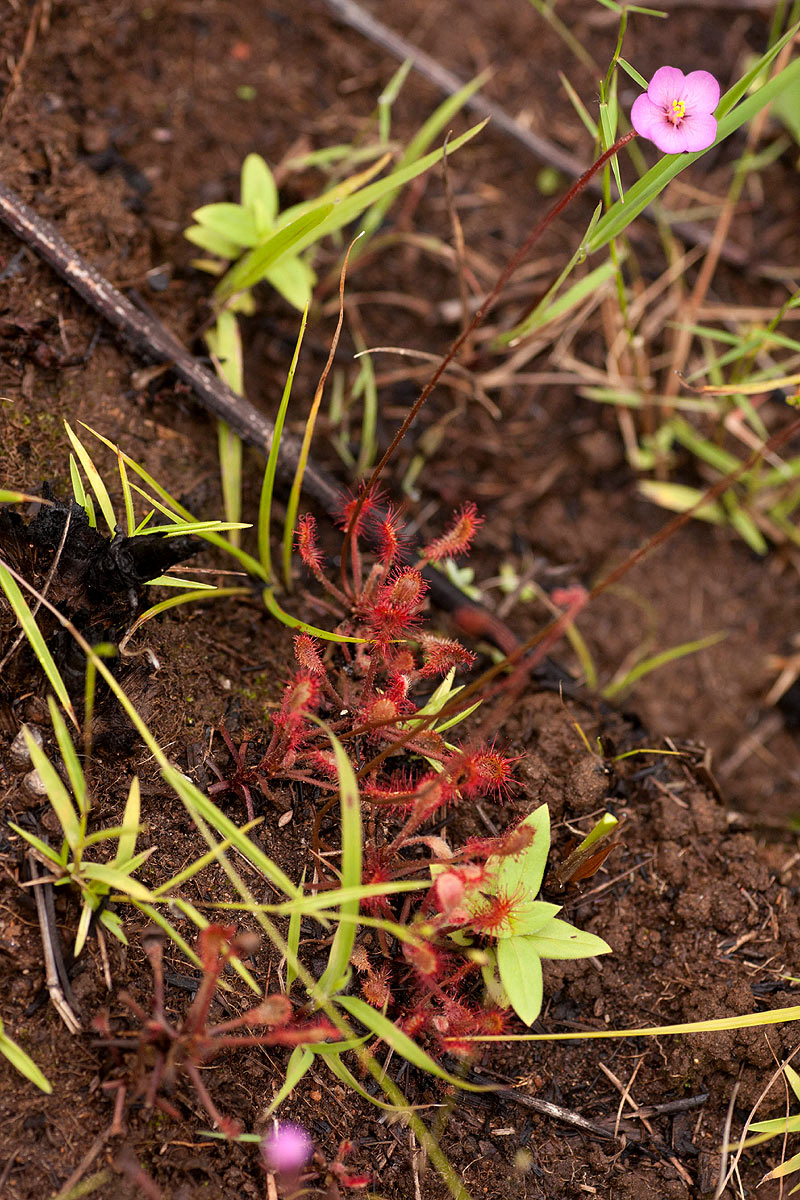 Drosera madagascariensis Drosera madagascariensis