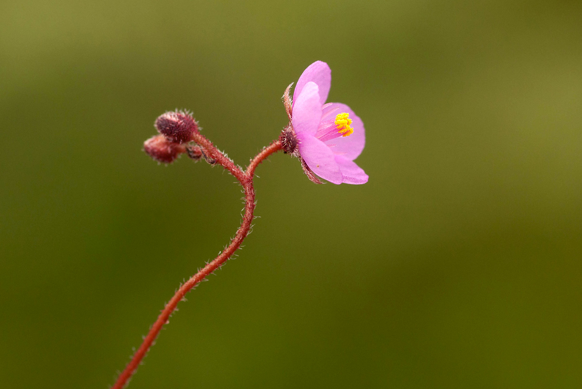 Drosera madagascariensis Drosera madagascariensis