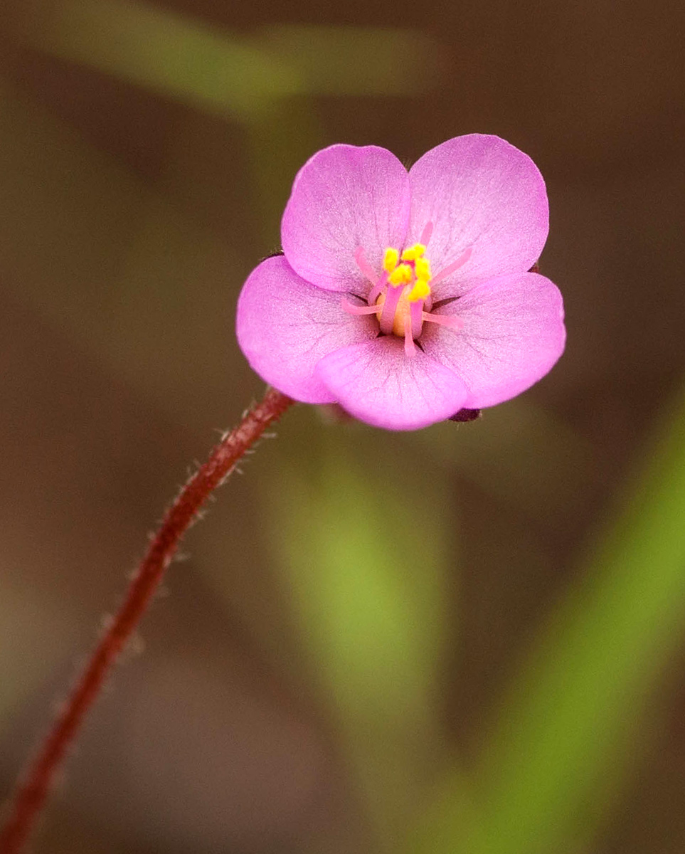 Drosera madagascariensis Drosera madagascariensis