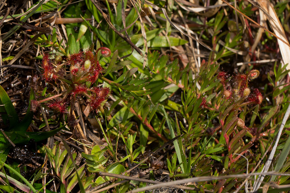 Drosera madagascariensis Drosera madagascariensis