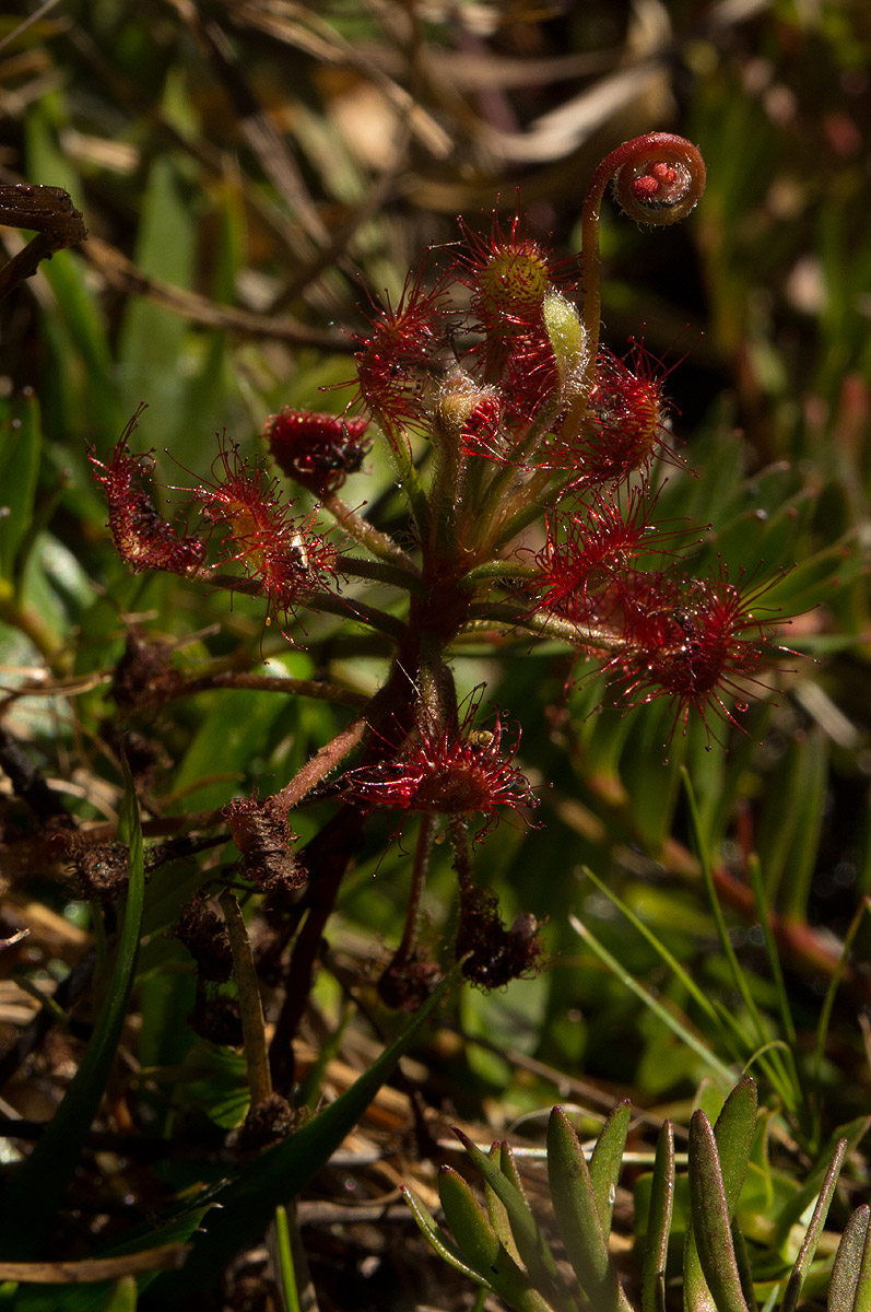 Drosera madagascariensis Drosera madagascariensis