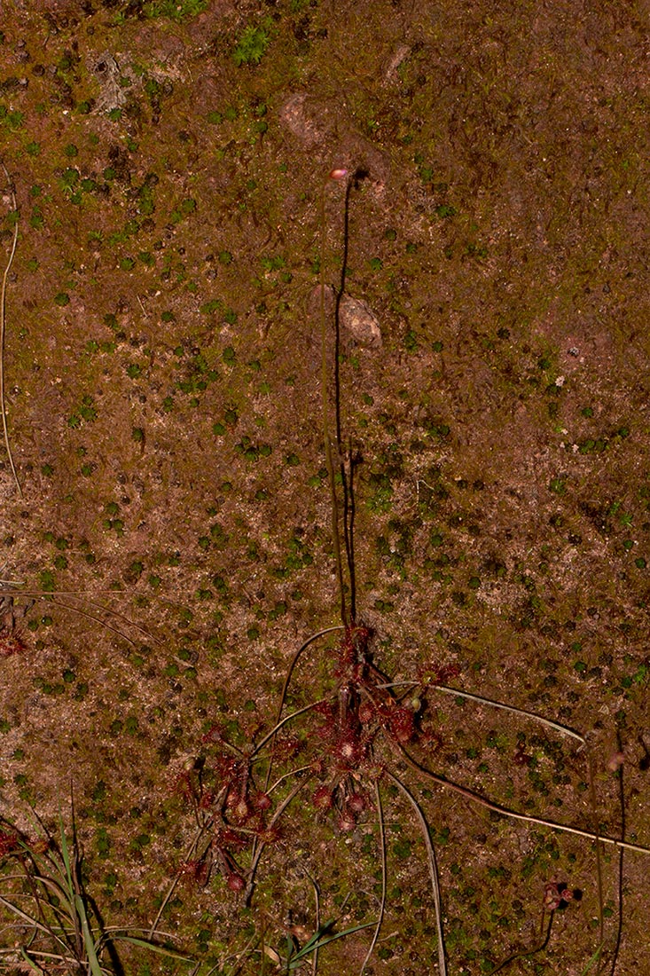 Drosera madagascariensis Drosera madagascariensis
