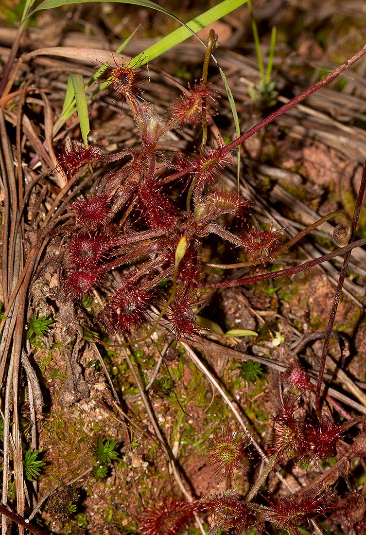 Drosera madagascariensis Drosera madagascariensis