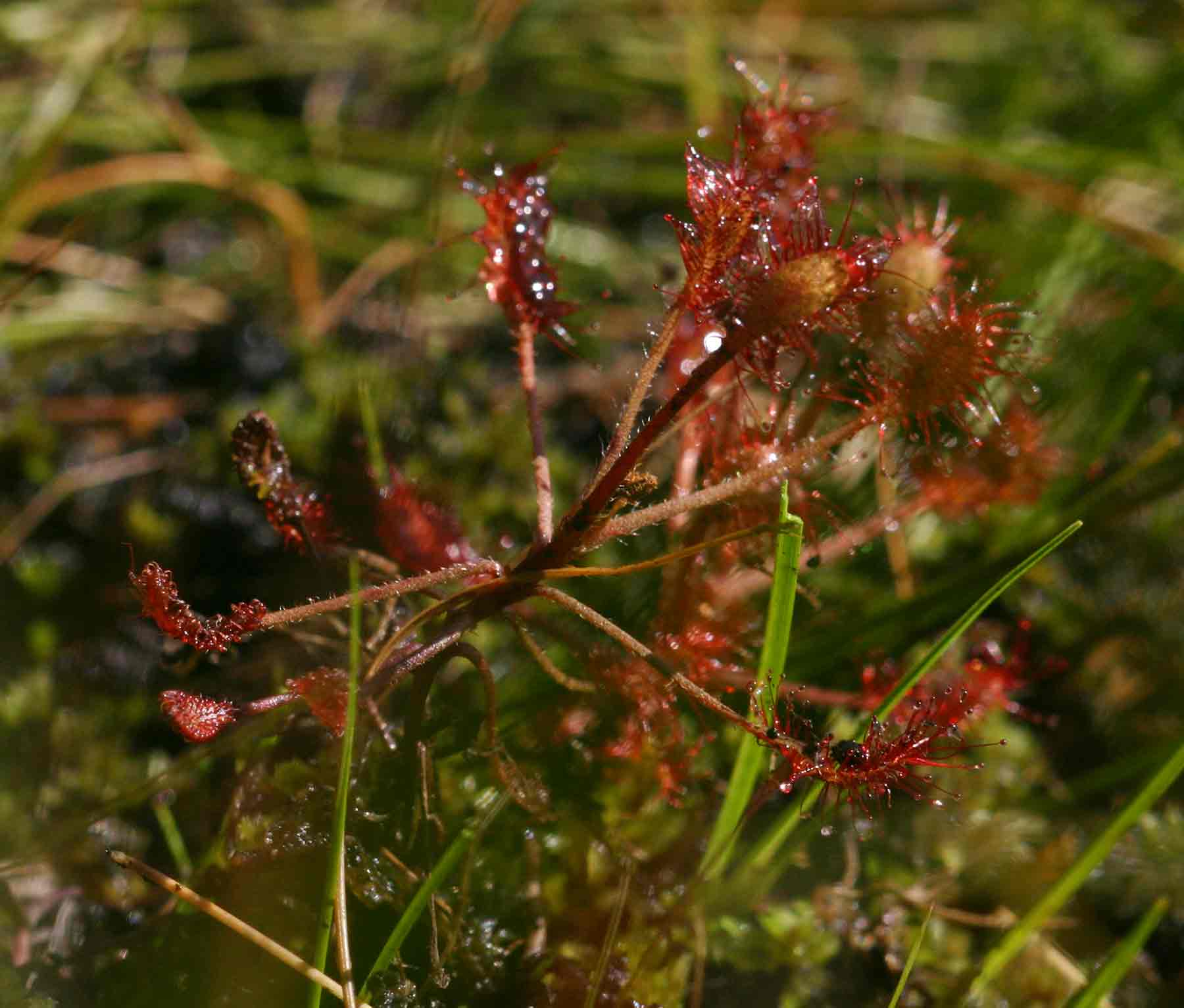 Drosera madagascariensis Drosera madagascariensis
