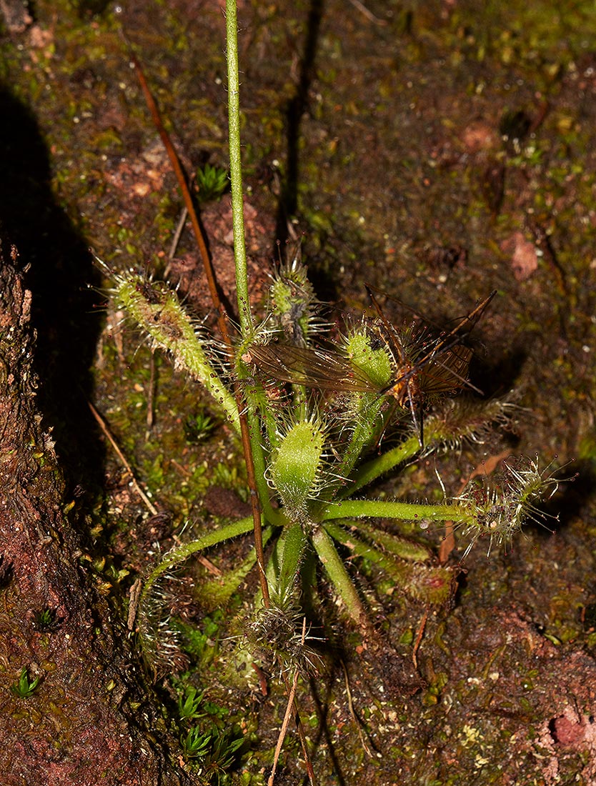 Drosera madagascariensis Drosera madagascariensis