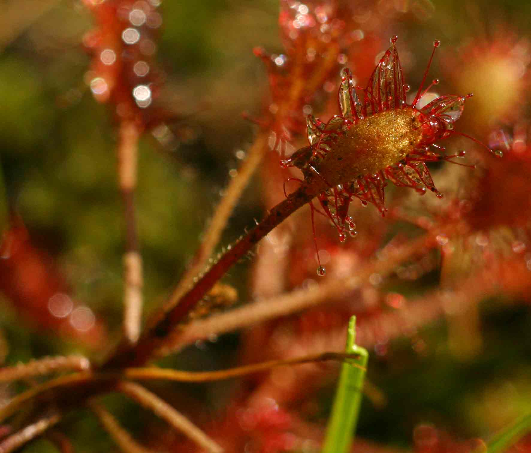 Drosera madagascariensis Drosera madagascariensis