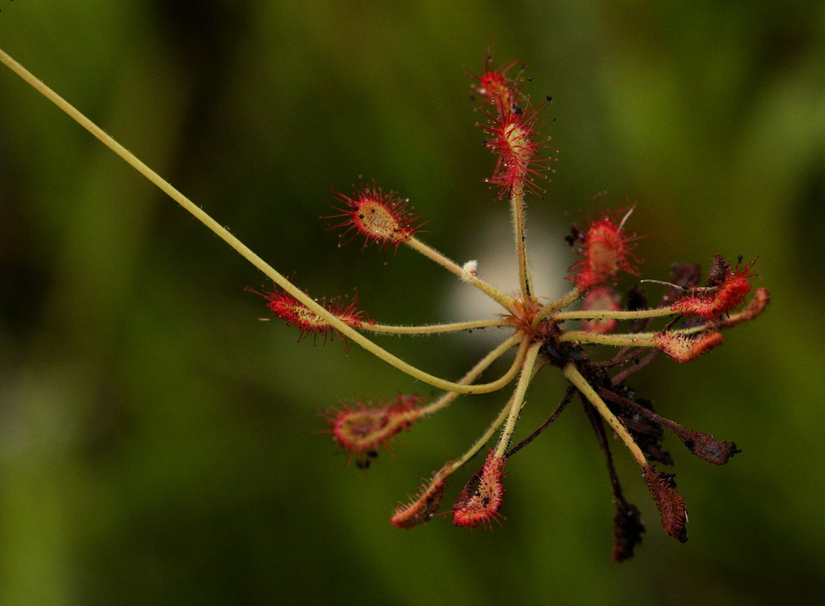 Drosera madagascariensis
