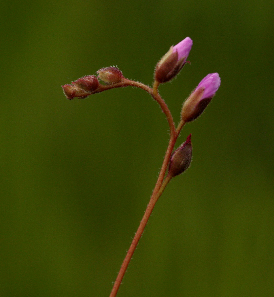 Drosera madagascariensis Drosera madagascariensis