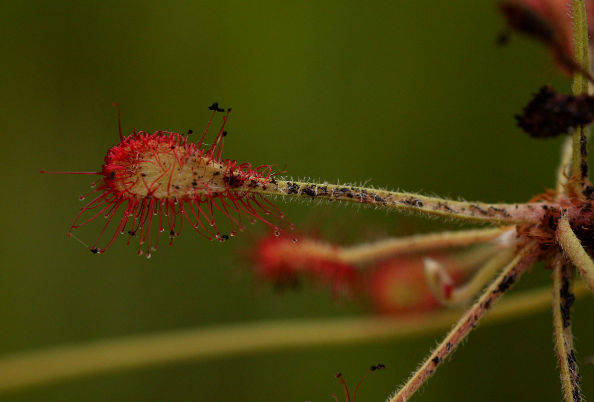 Drosera madagascariensis