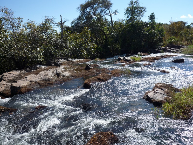 Inversodicraea tenax