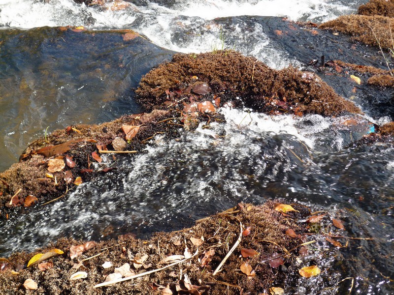 Inversodicraea tenax