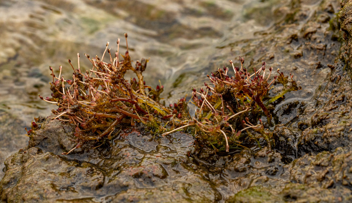 Inversodicraea tenax