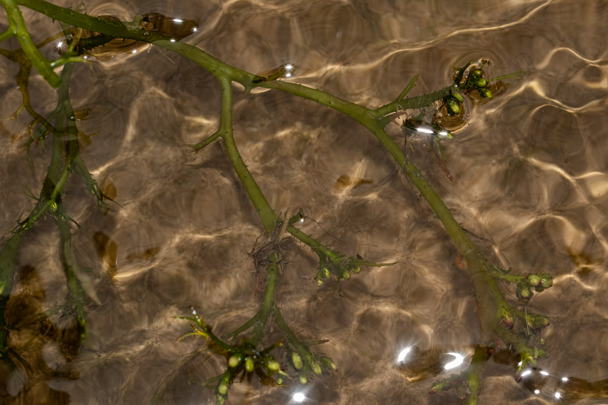 Inversodicraea tenax