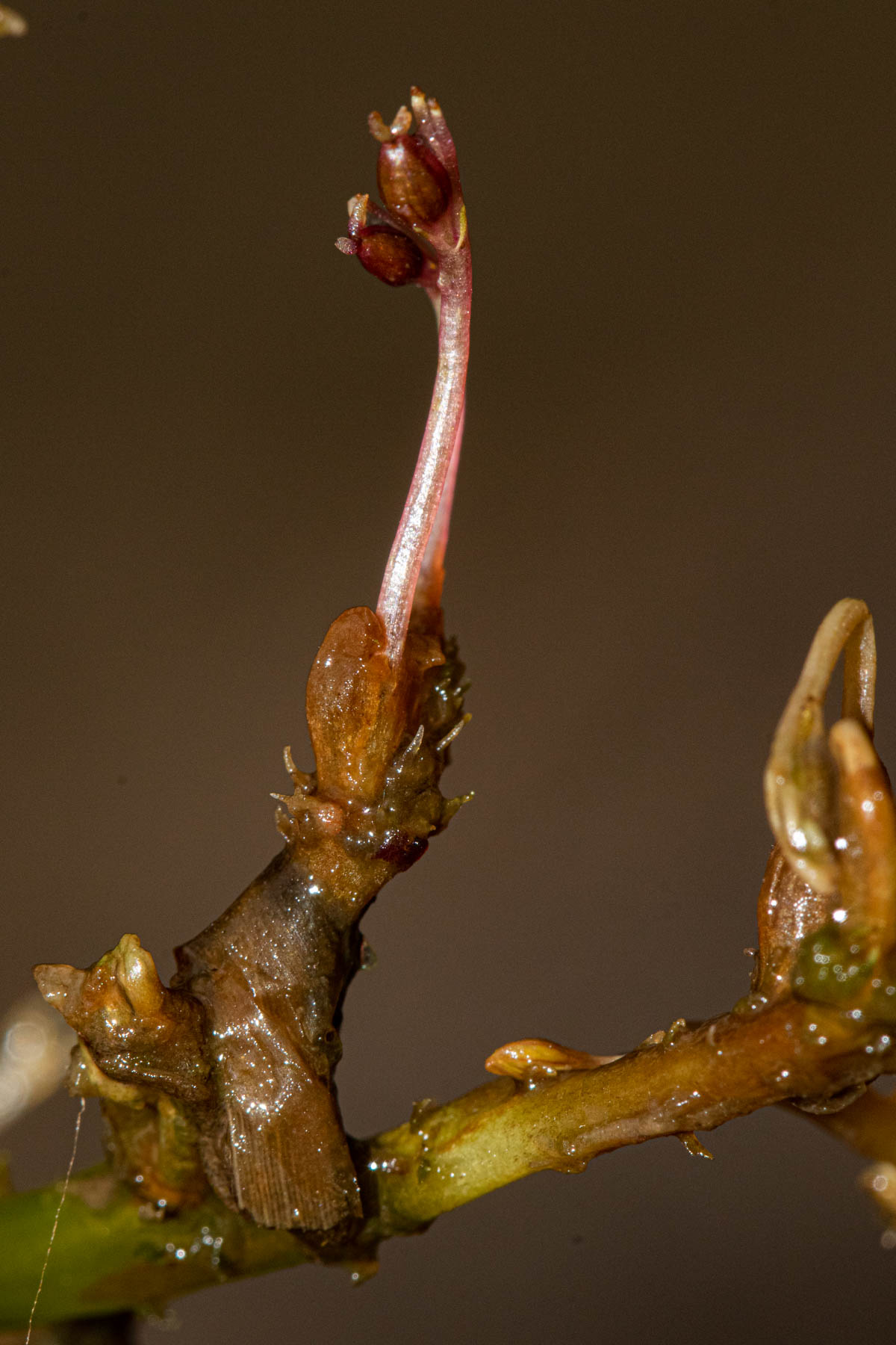 Inversodicraea tenax Inversodicraea tenax