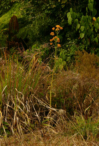 Kalanchoe crenata Kalanchoe crenata
