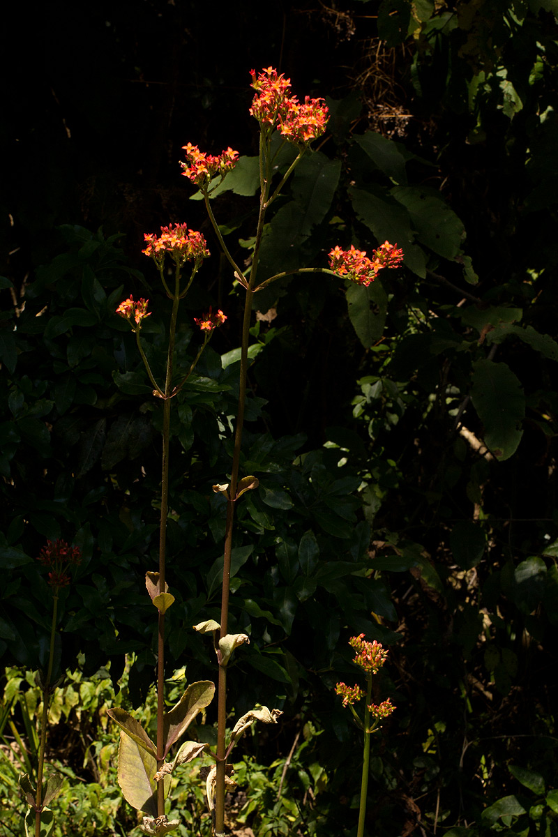 Kalanchoe crenata Kalanchoe crenata