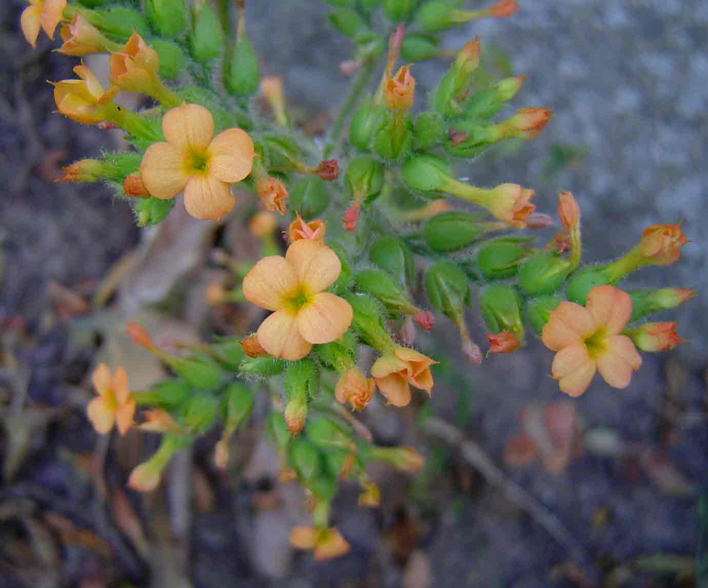 Kalanchoe lanceolata