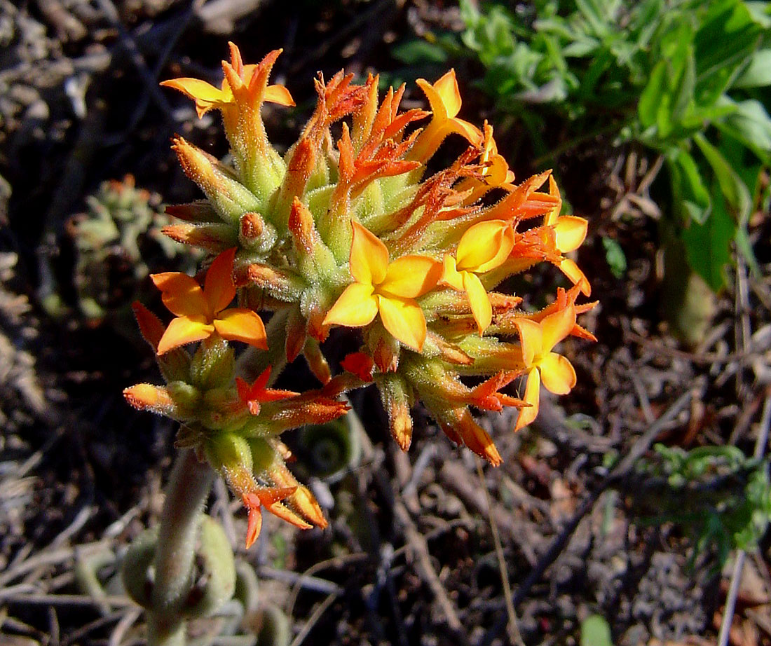 Kalanchoe lanceolata