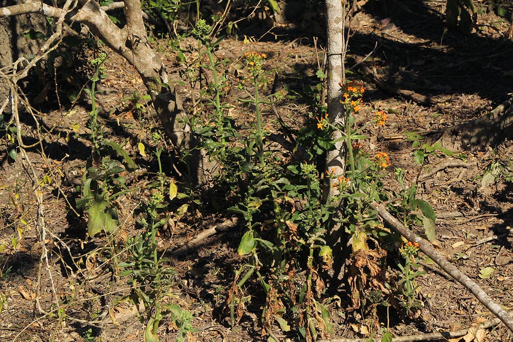 Kalanchoe lanceolata