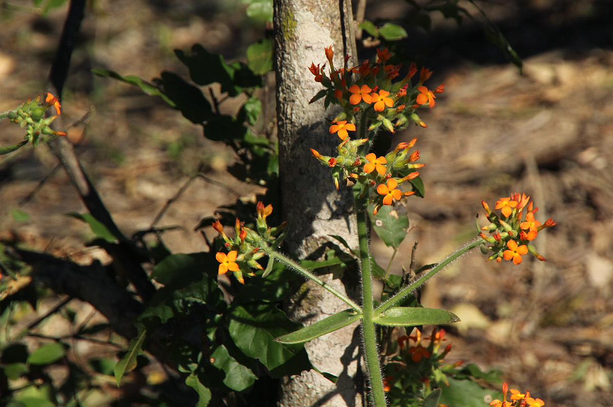 Kalanchoe lanceolata