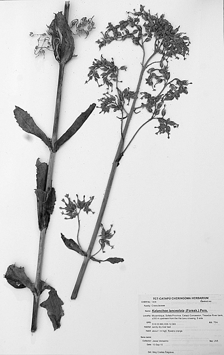 Kalanchoe lanceolata