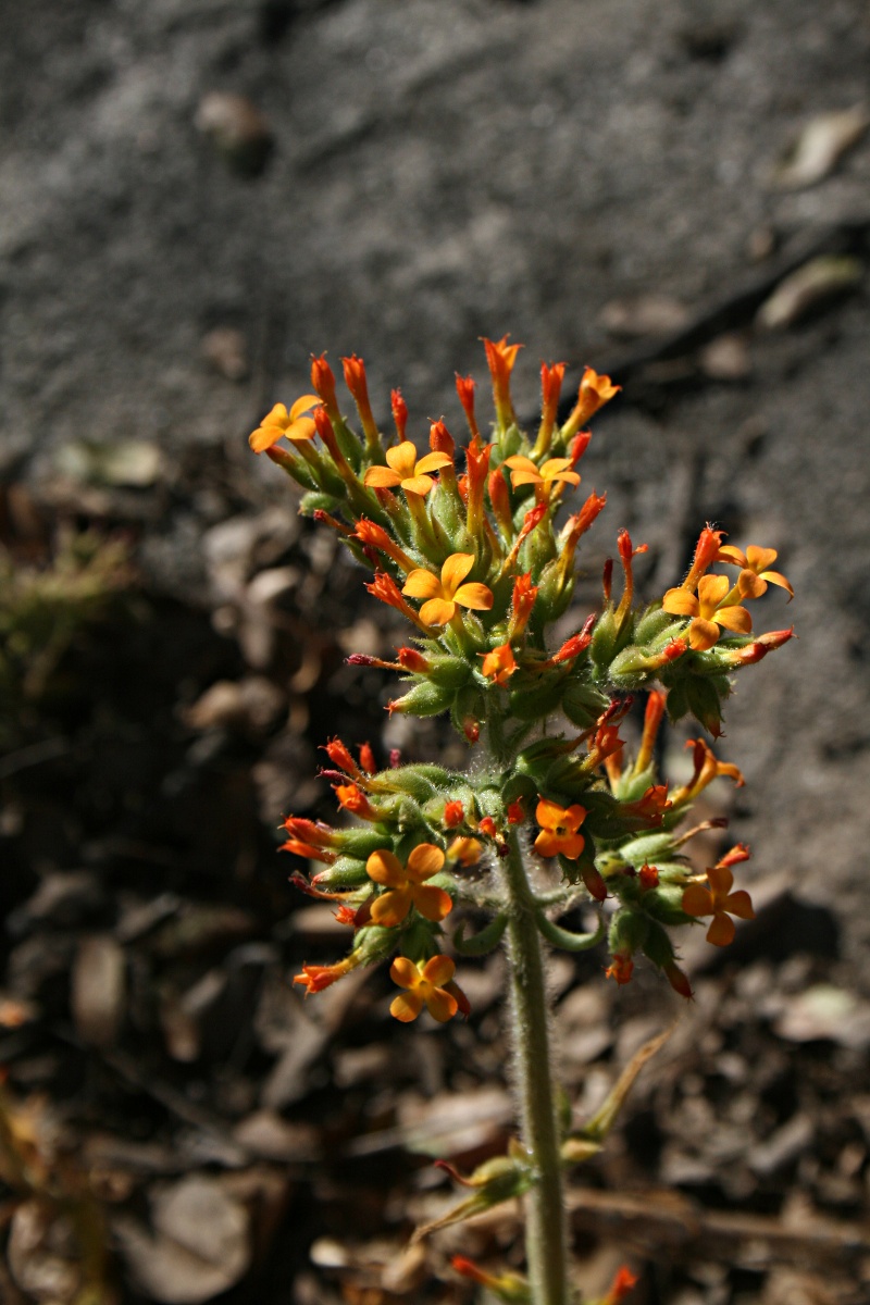 Kalanchoe lanceolata