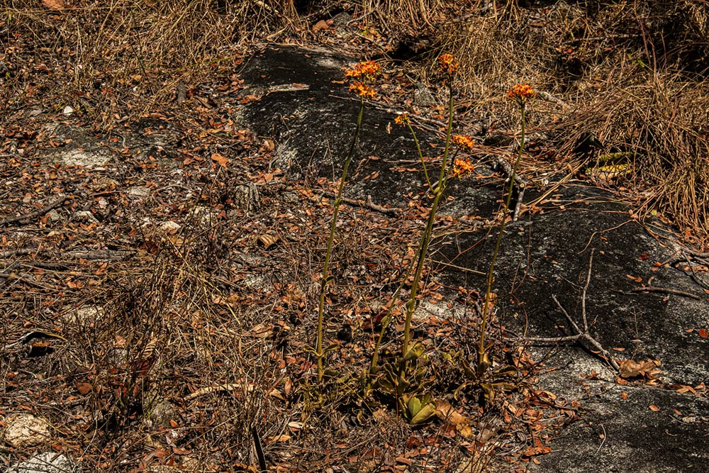Kalanchoe lanceolata Kalanchoe lanceolata