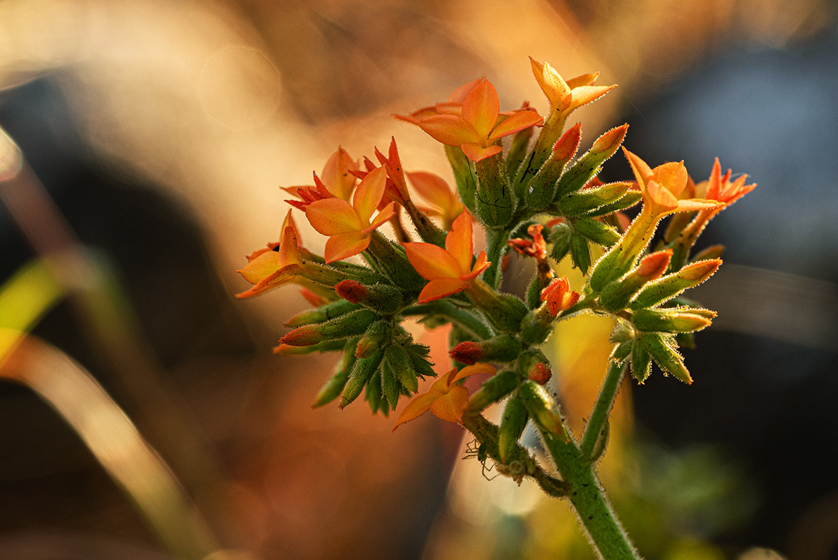 Kalanchoe lanceolata Kalanchoe lanceolata