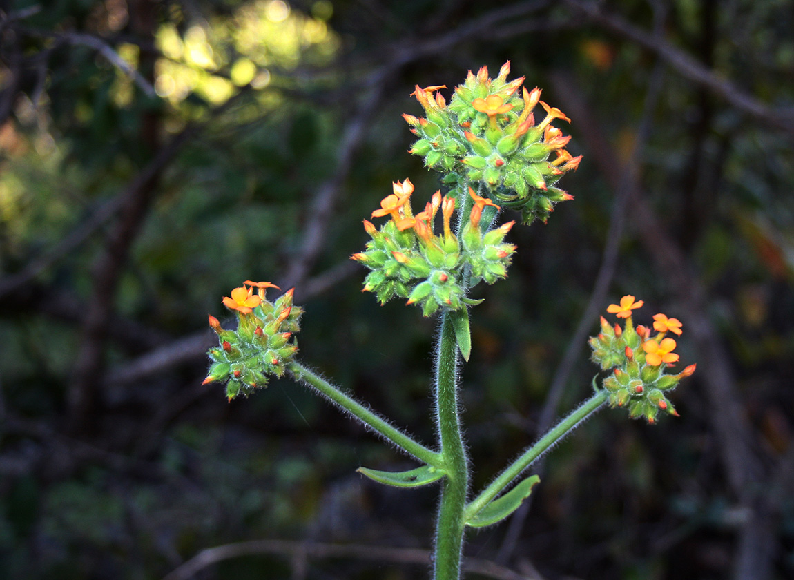 Kalanchoe lanceolata