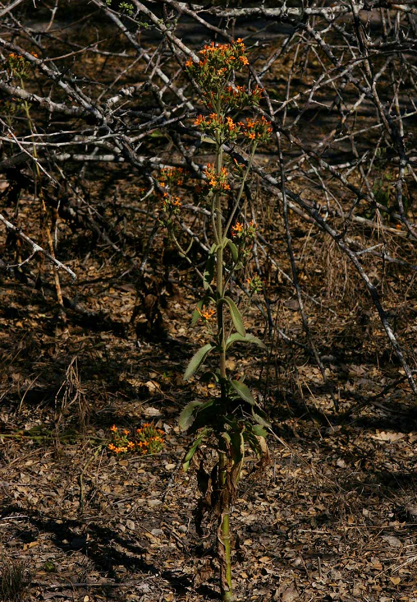 Kalanchoe lanceolata
