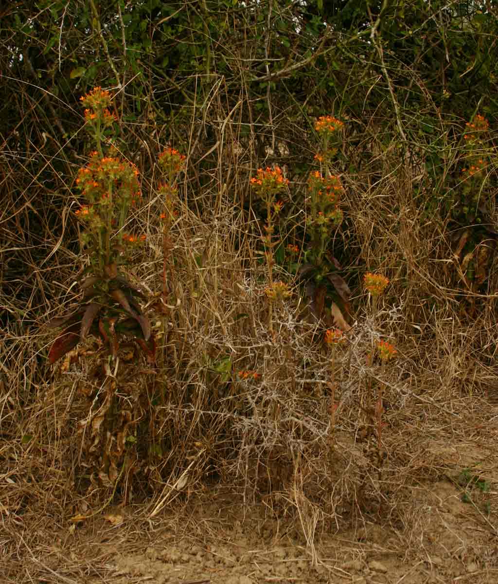 Kalanchoe lanceolata