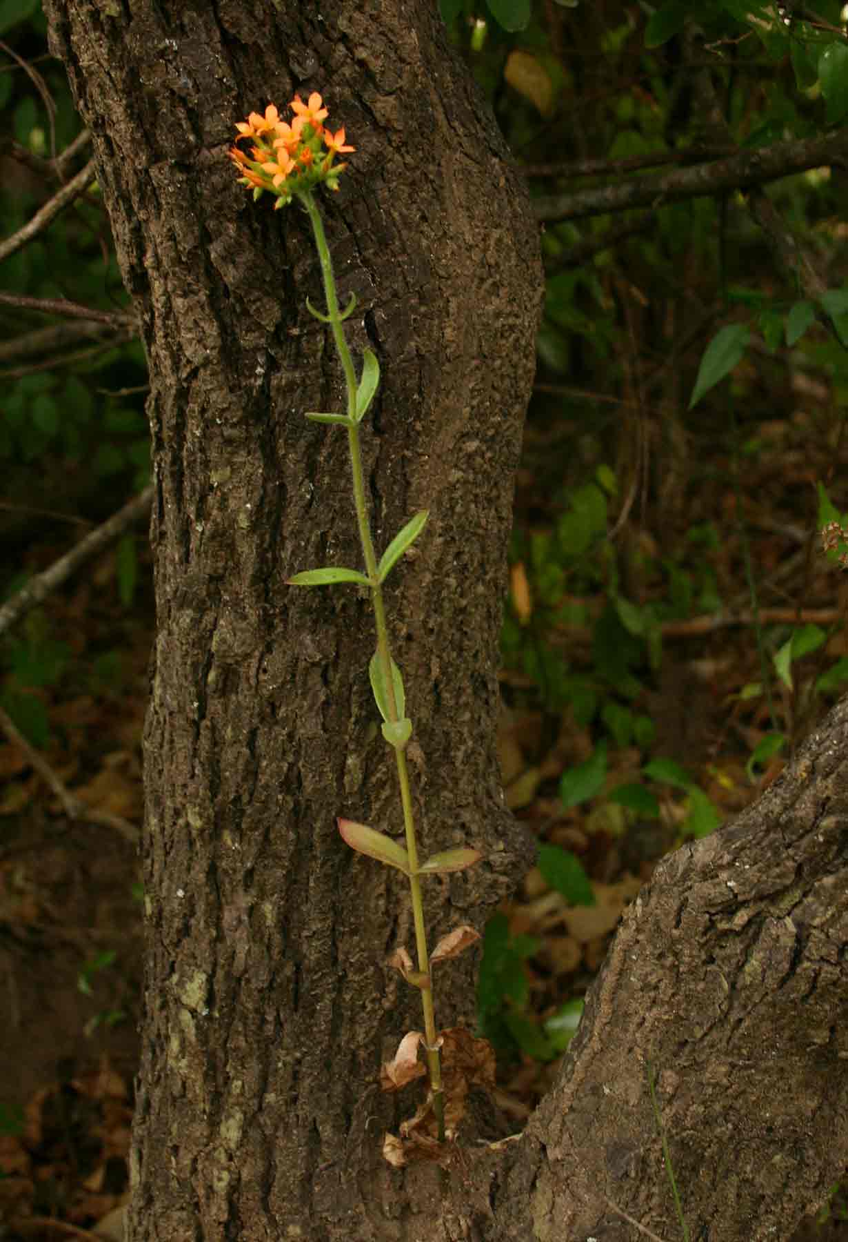 Kalanchoe lanceolata Kalanchoe lanceolata