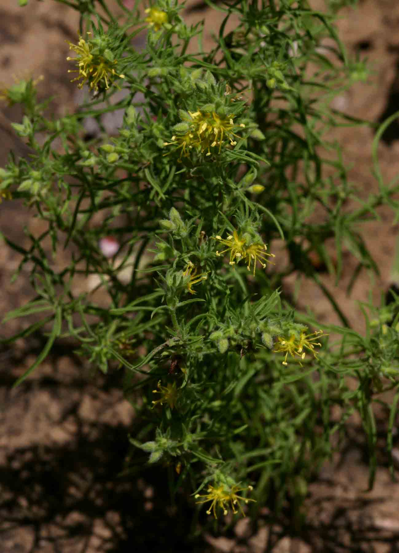 Vahlia capensis subsp. vulgaris var. vulgaris
