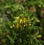 Vahlia capensis subsp. vulgaris var. vulgaris