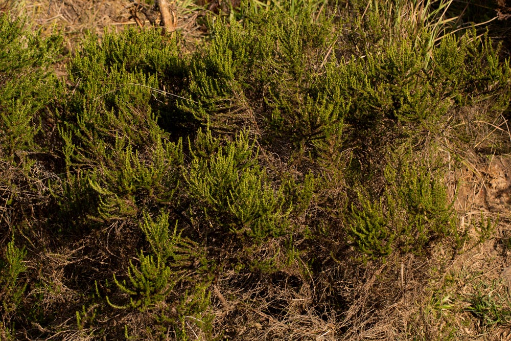 Cliffortia nitidula Cliffortia nitidula