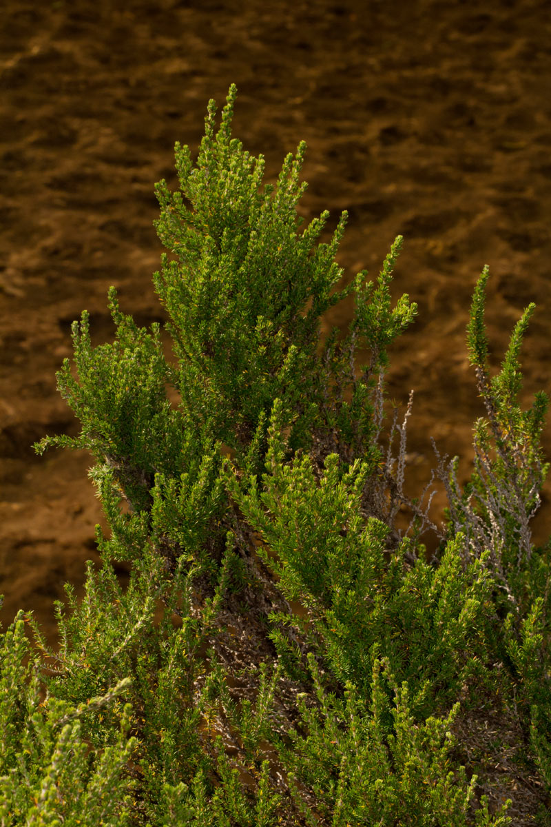 Cliffortia nitidula Cliffortia nitidula