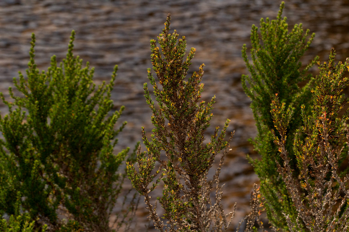 Cliffortia nitidula Cliffortia nitidula