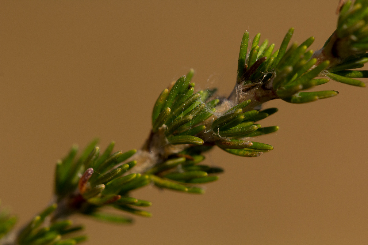 Cliffortia nitidula Cliffortia nitidula