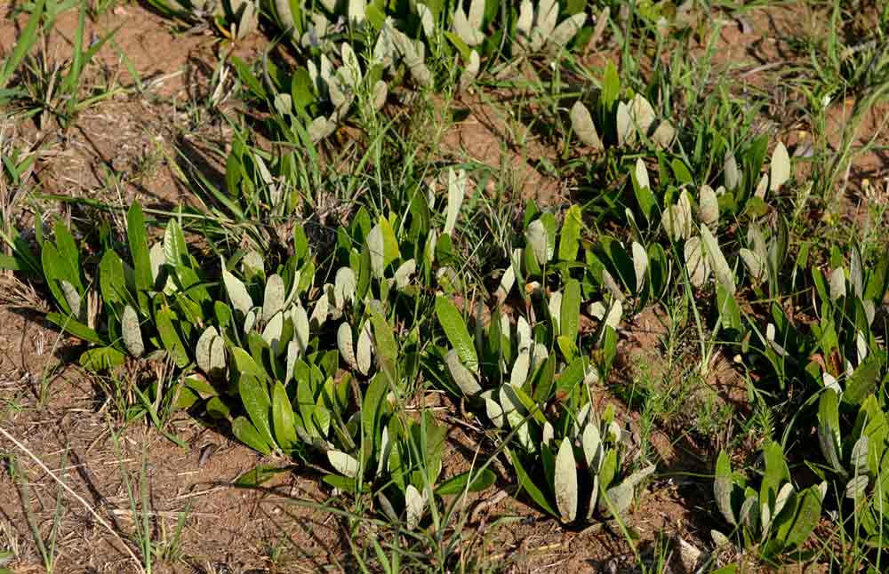Parinari capensis subsp. capensis Parinari capensis subsp. capensis