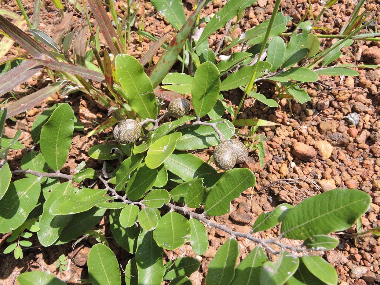 Parinari capensis subsp. capensis Parinari capensis subsp. capensis
