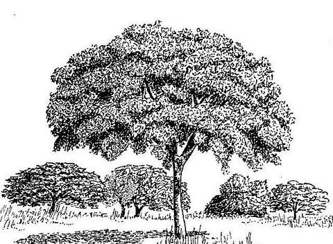 Parinari curatellifolia