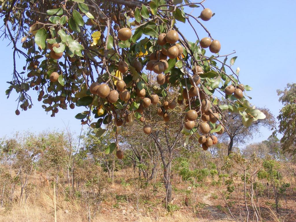 Parinari curatellifolia