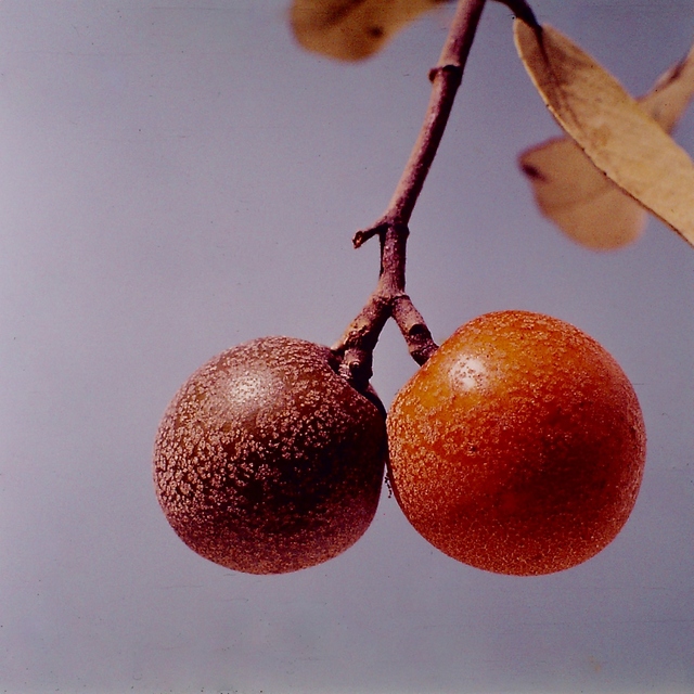 Parinari curatellifolia