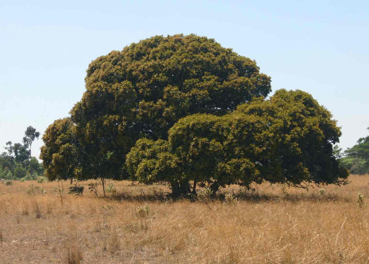 Parinari curatellifolia