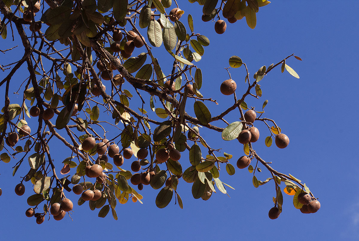 Parinari curatellifolia