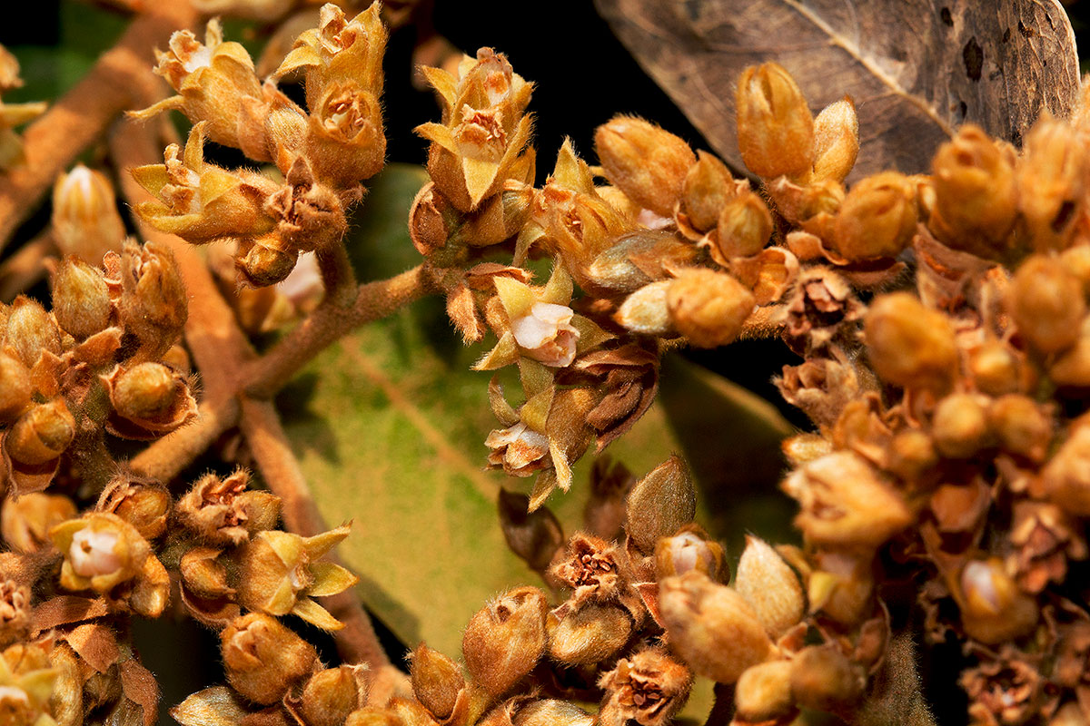 Parinari curatellifolia