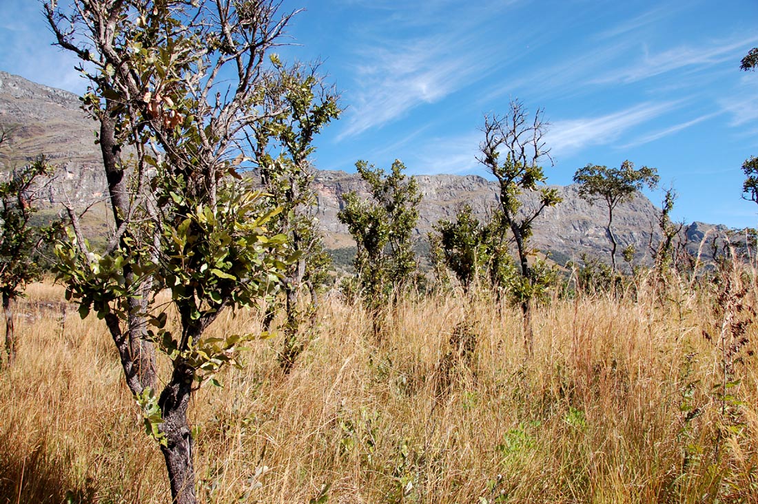 Parinari curatellifolia